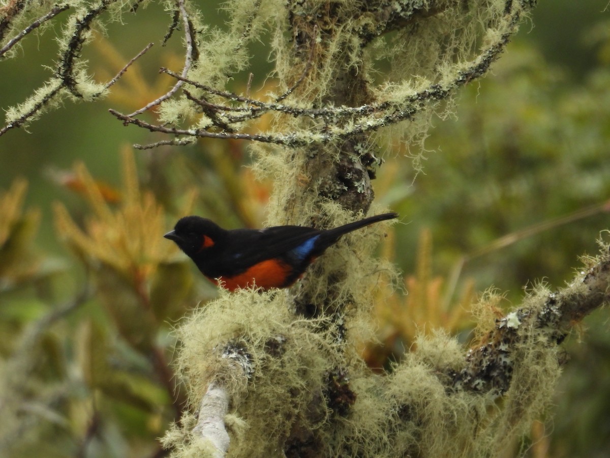 Scarlet-bellied Mountain Tanager - ML621090261