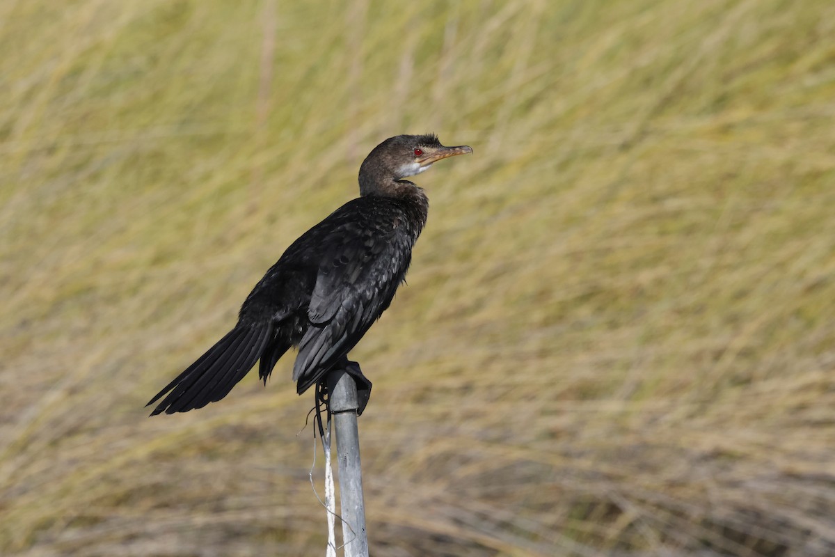 Long-tailed Cormorant - ML621090263