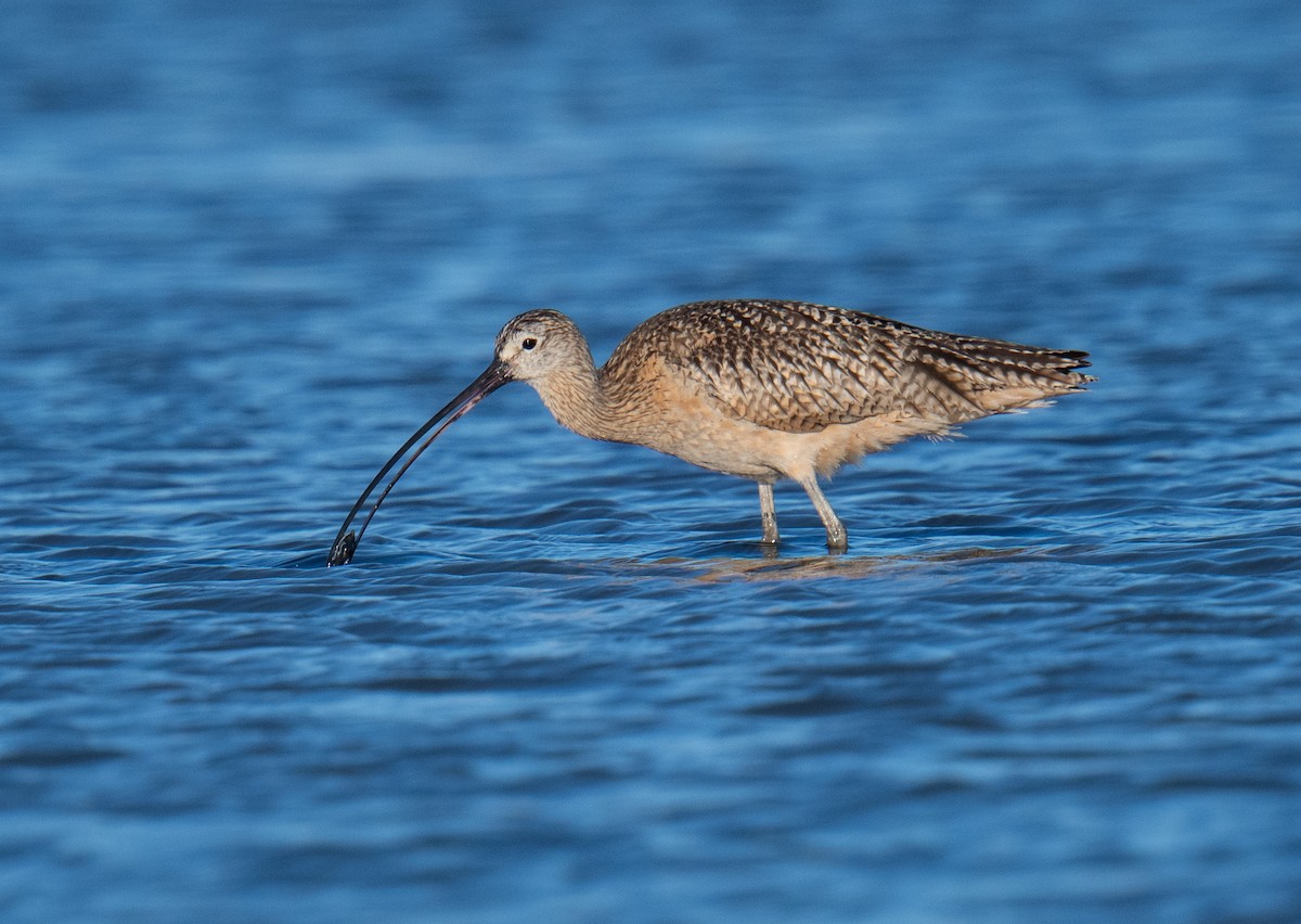 Long-billed Curlew - ML621090293