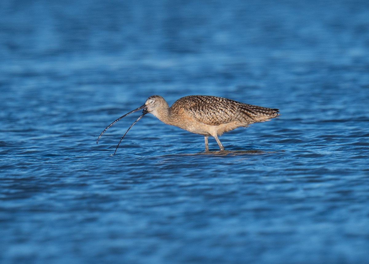 Long-billed Curlew - ML621090295