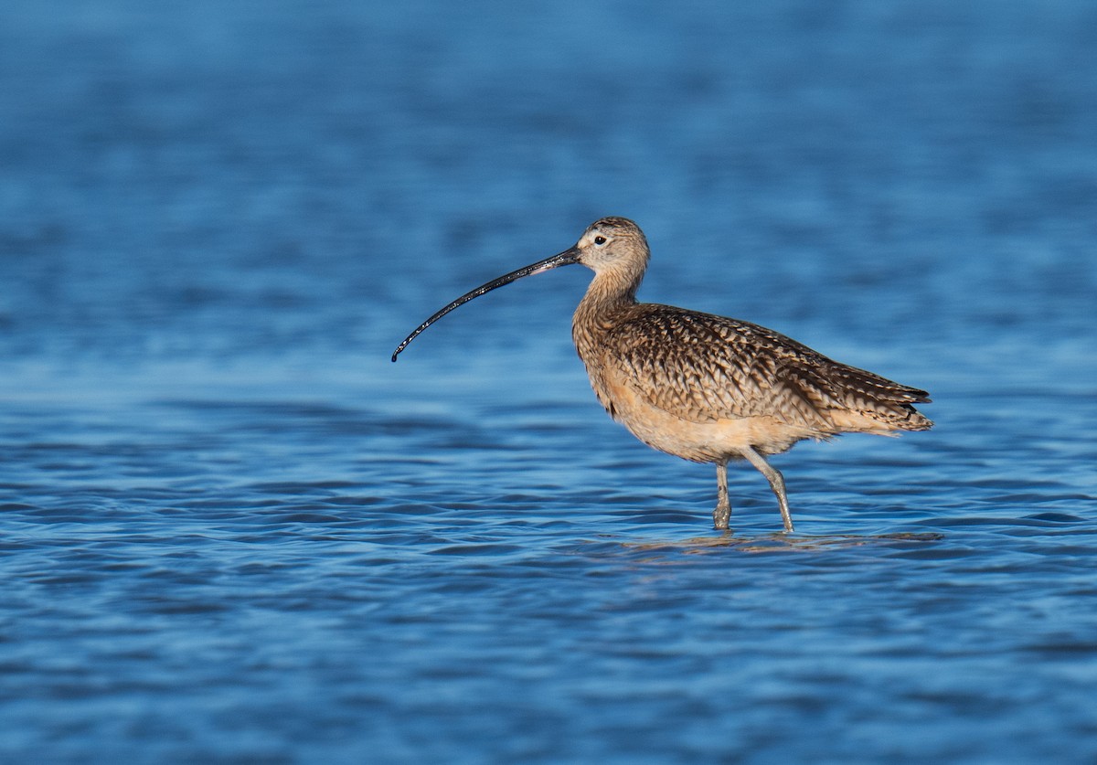Long-billed Curlew - ML621090297