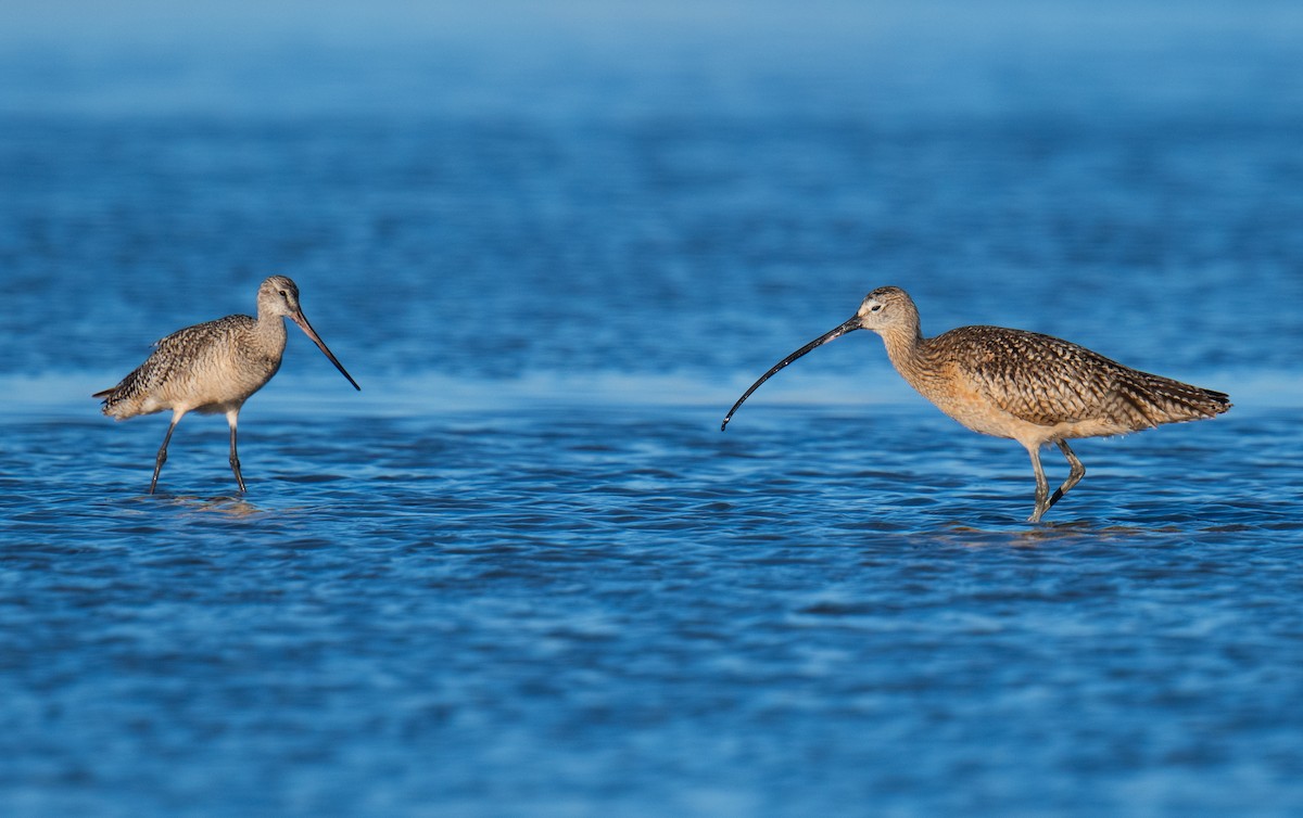 Long-billed Curlew - ML621090299