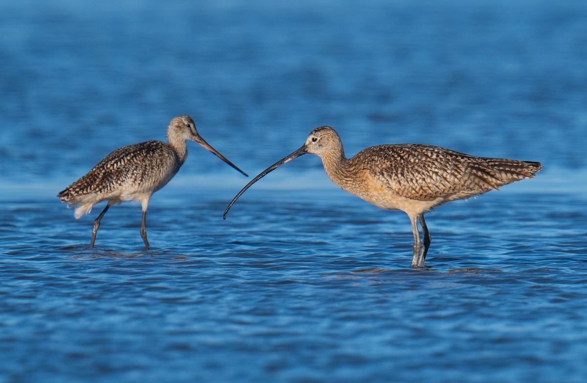 Long-billed Curlew - ML621090301