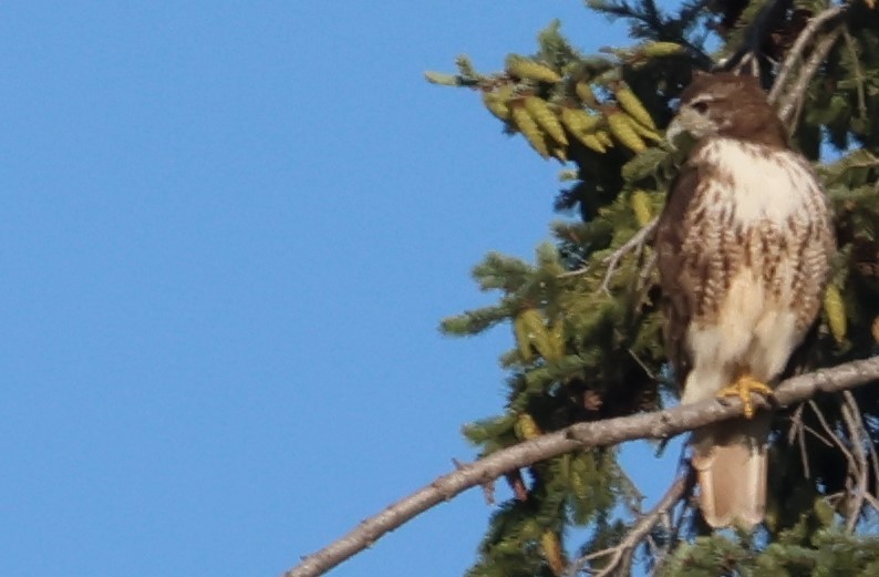 Red-tailed Hawk - ML621090303