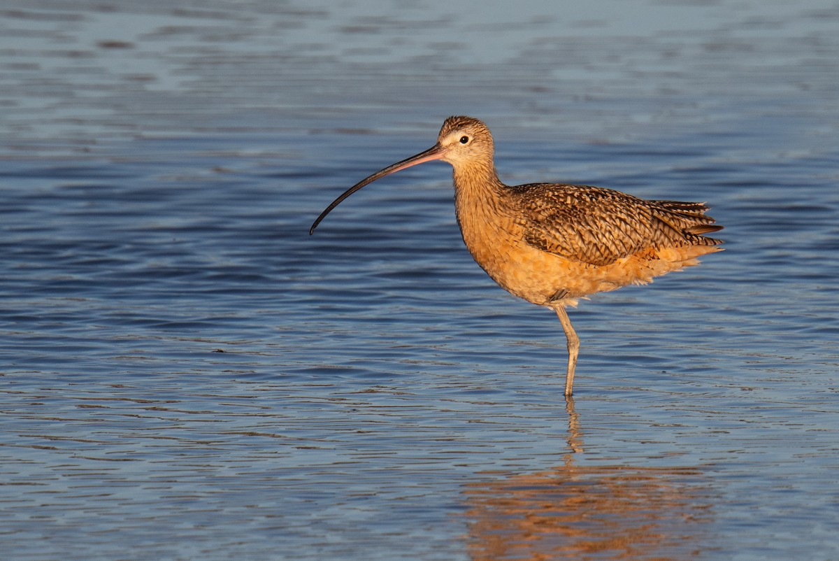 Long-billed Curlew - ML621090305