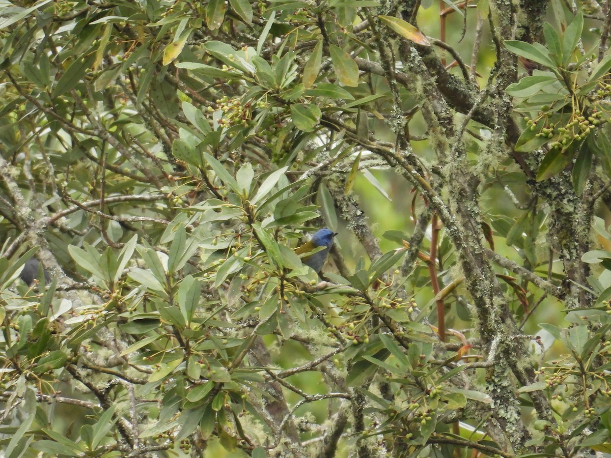 Blue-capped Tanager - ML621090307