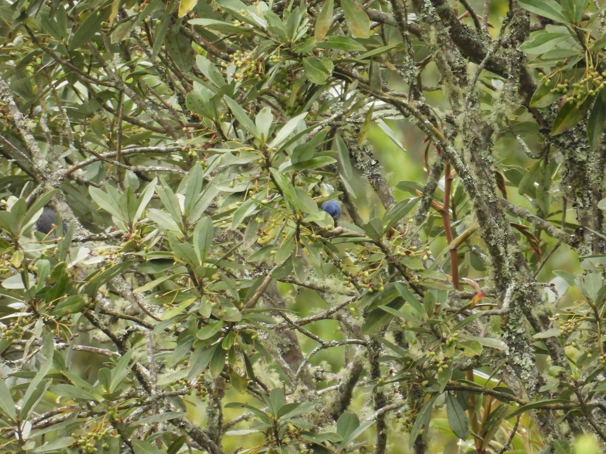 Blue-capped Tanager - ML621090308