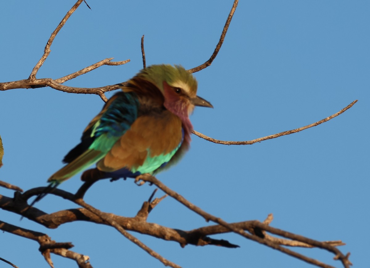 Lilac-breasted Roller - ML621090312