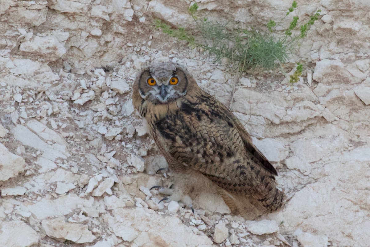 Eurasian Eagle-Owl - ML621090322