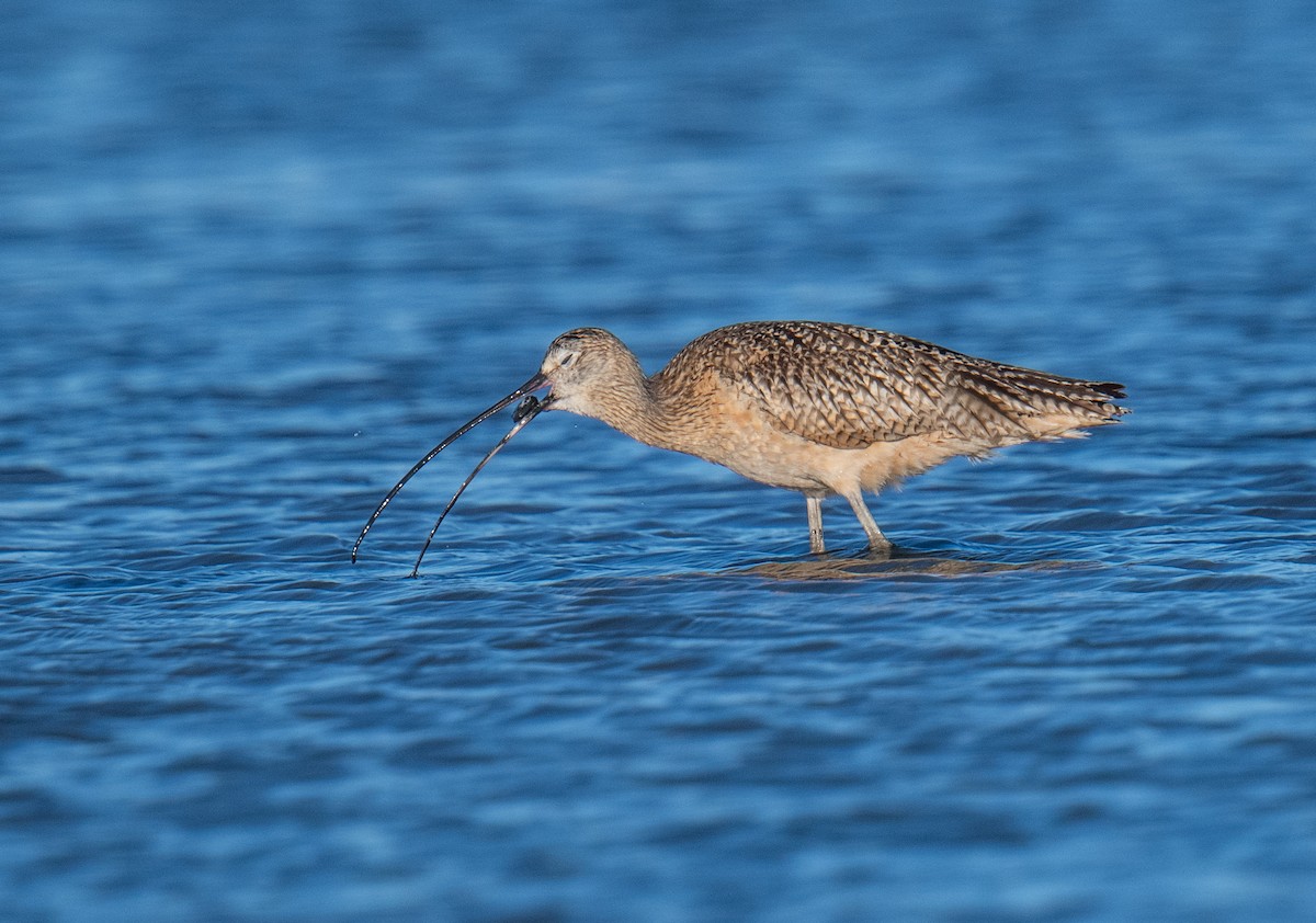 Long-billed Curlew - ML621090327