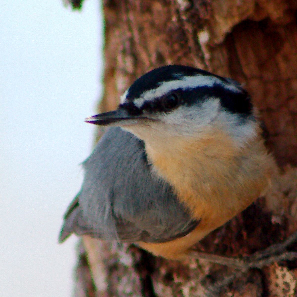 Red-breasted Nuthatch - ML621090356