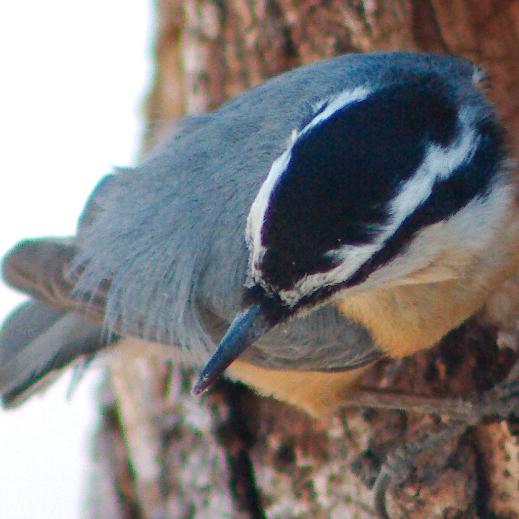 Red-breasted Nuthatch - ML621090357