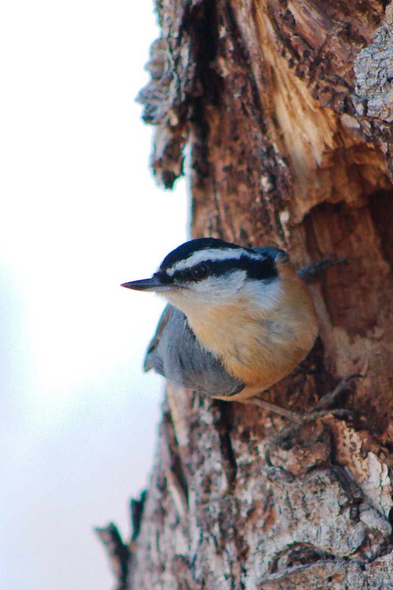 Red-breasted Nuthatch - ML621090358