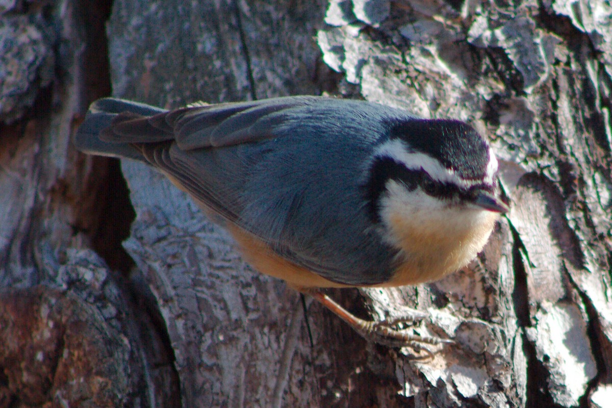 Red-breasted Nuthatch - ML621090359