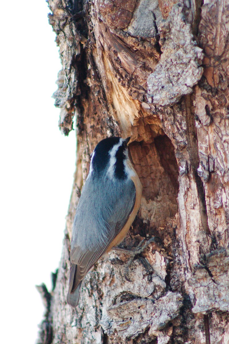 Red-breasted Nuthatch - ML621090360