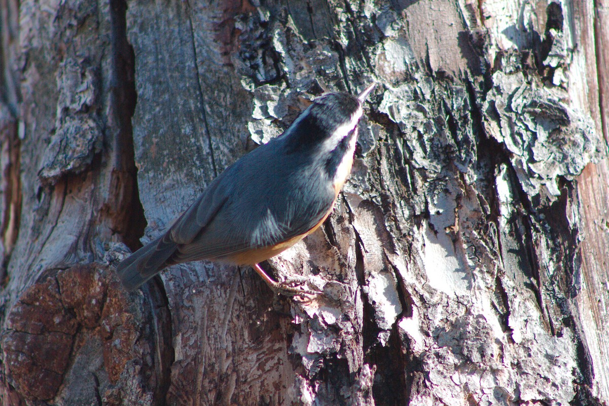 Red-breasted Nuthatch - ML621090362