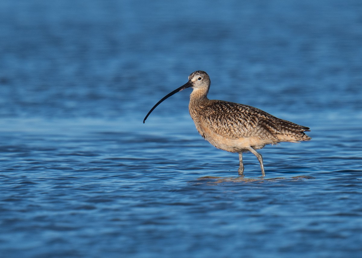 Long-billed Curlew - ML621090364