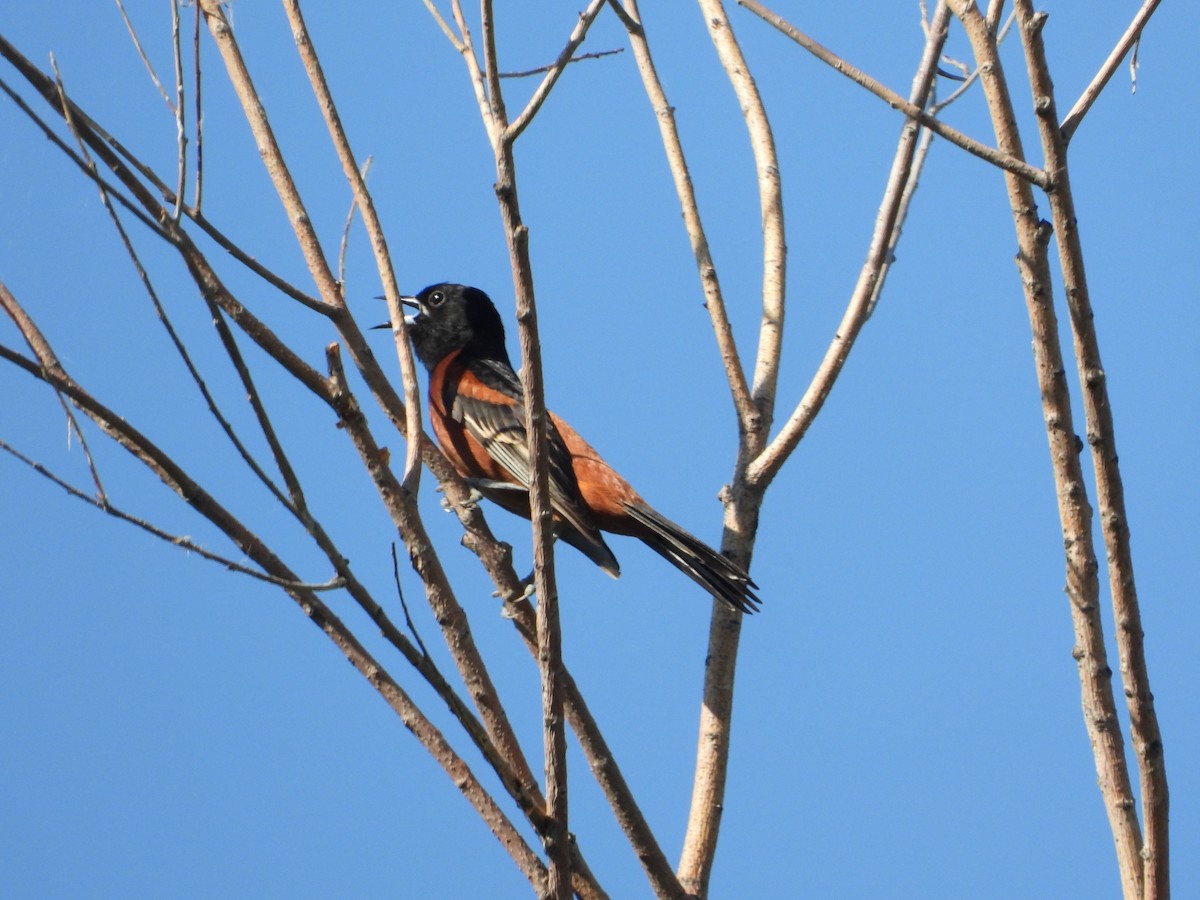 Orchard Oriole - ML621090367