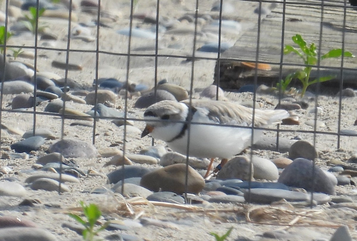 Piping Plover - ML621090378