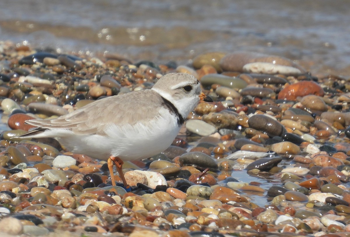 Piping Plover - ML621090379