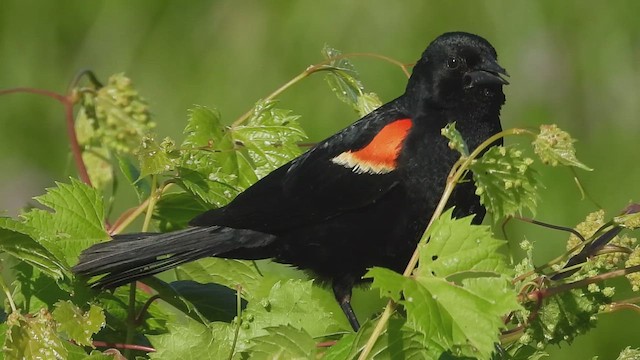 Red-winged Blackbird - ML621090398