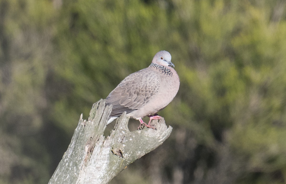 Spotted Dove - ML621090417