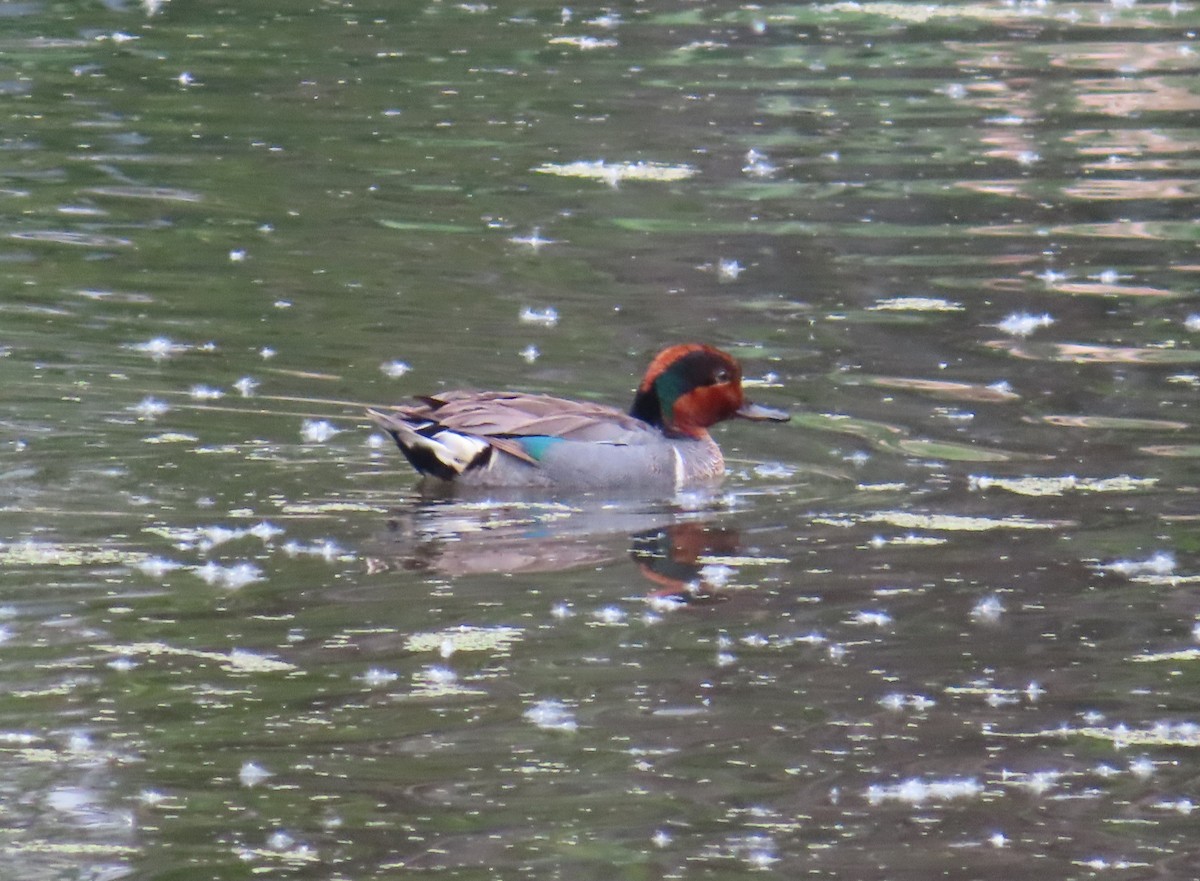 Green-winged Teal - ML621090445