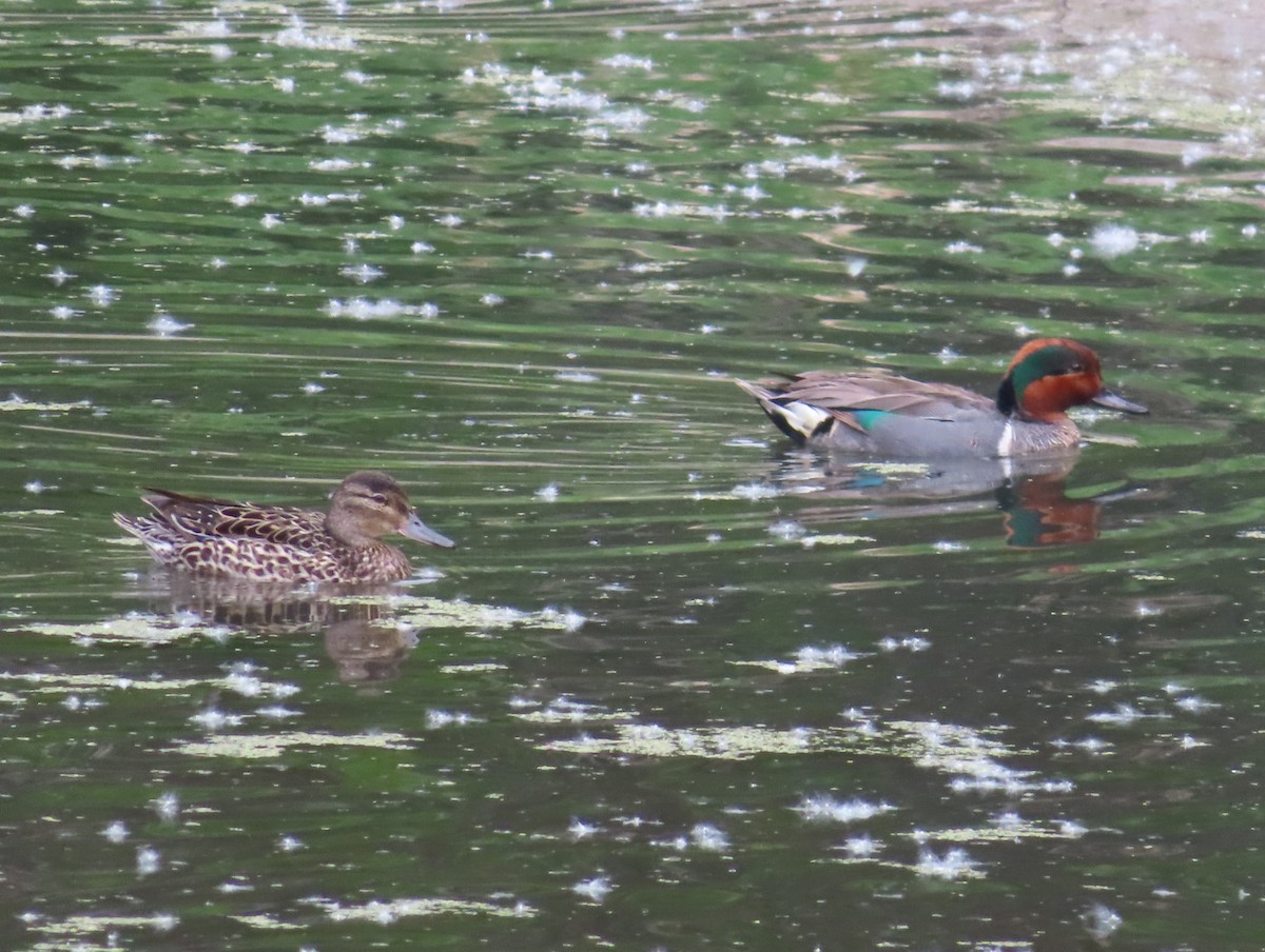 Green-winged Teal - ML621090446
