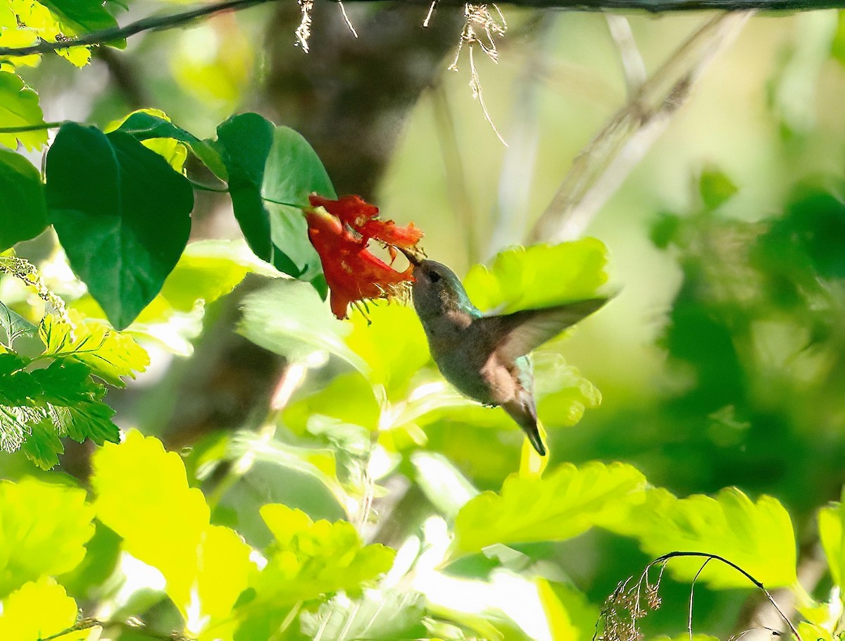 Rufous Hummingbird - ML621090475