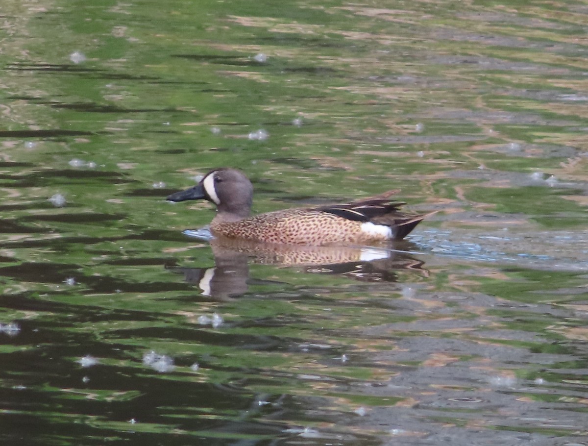 Blue-winged Teal - ML621090484