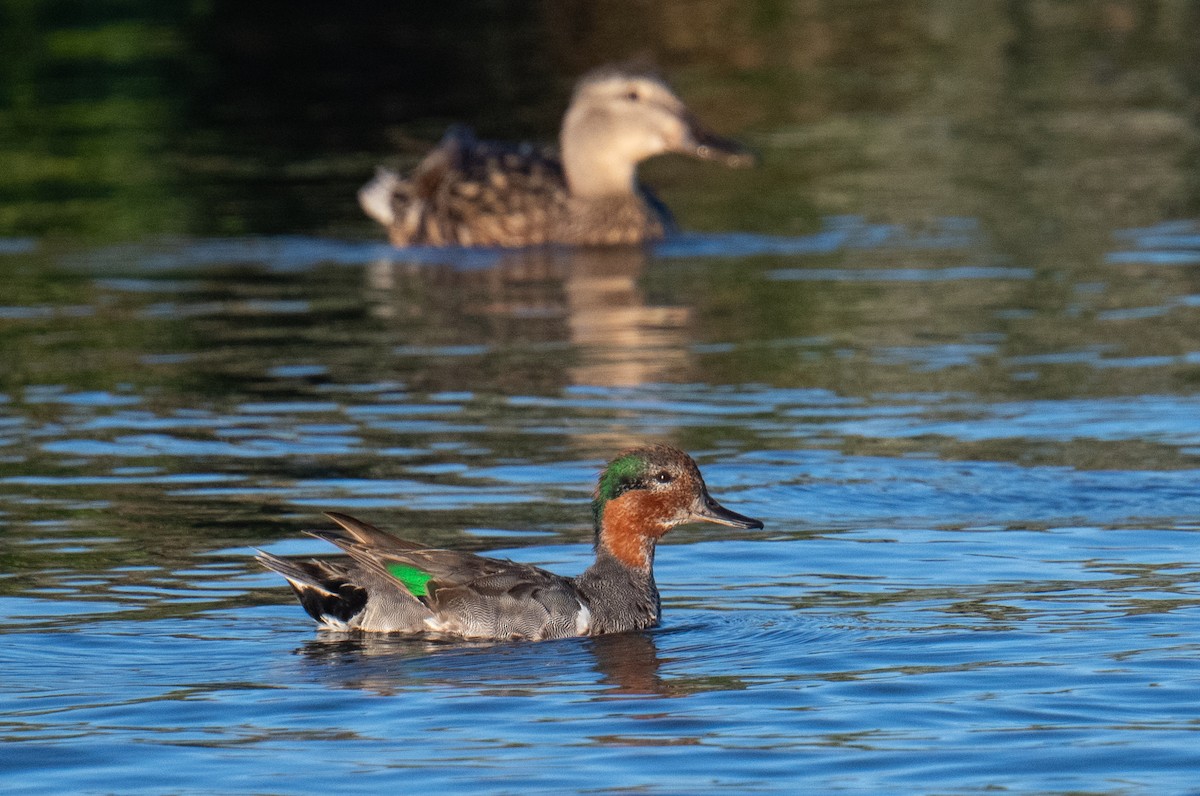 Green-winged Teal - ML621090491