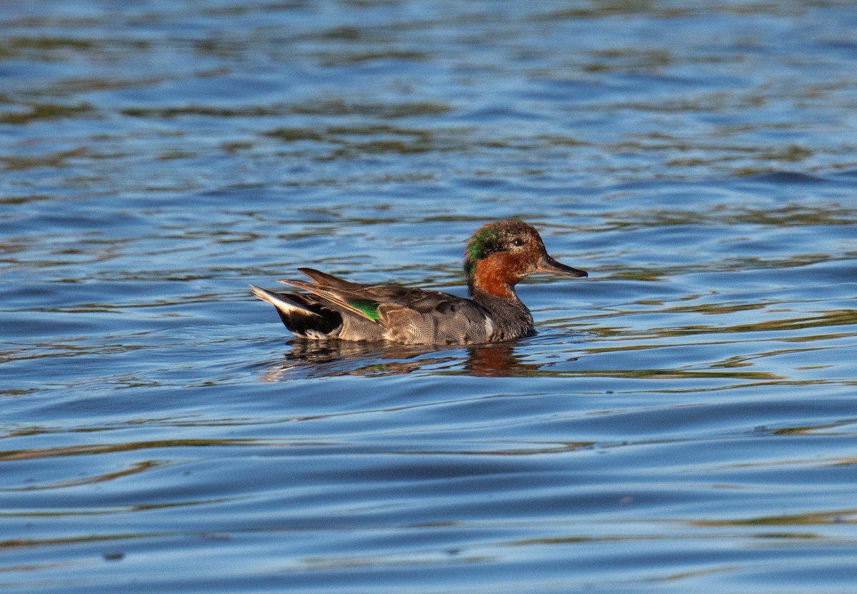 Green-winged Teal - ML621090497