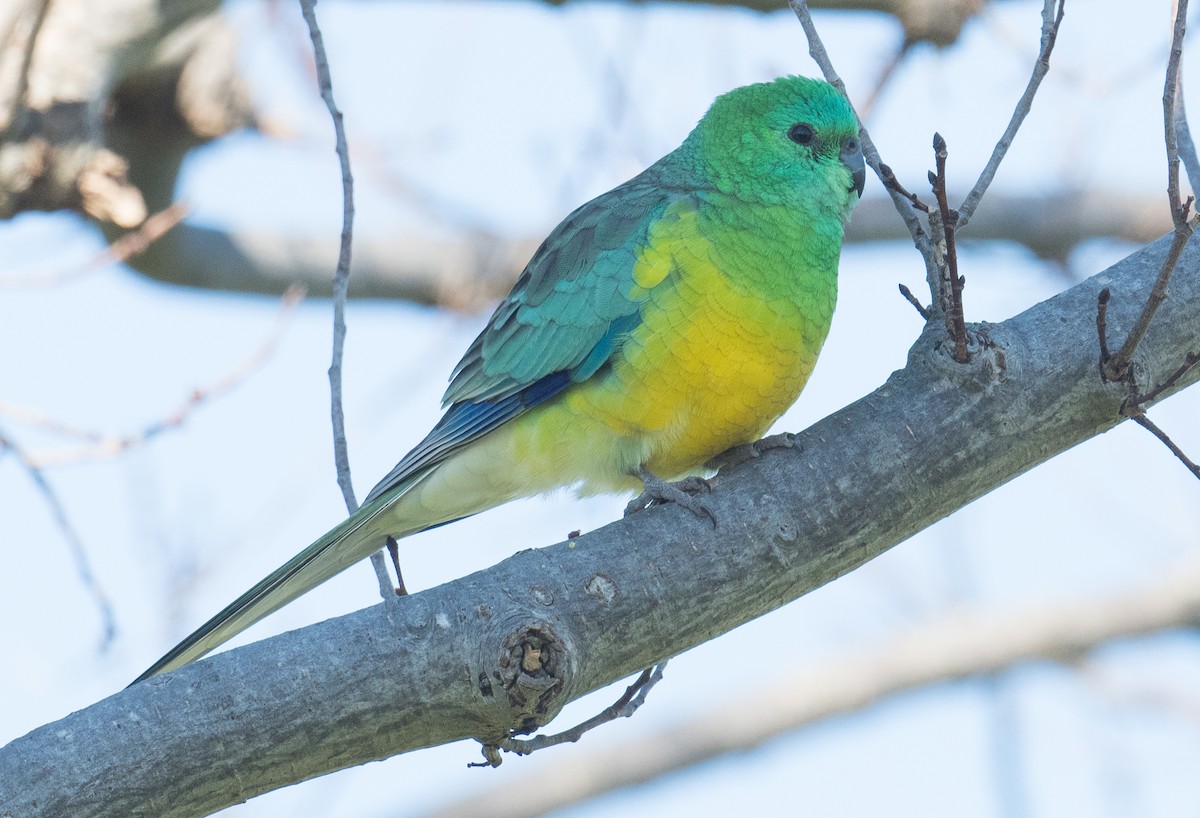 Red-rumped Parrot - ML621090498
