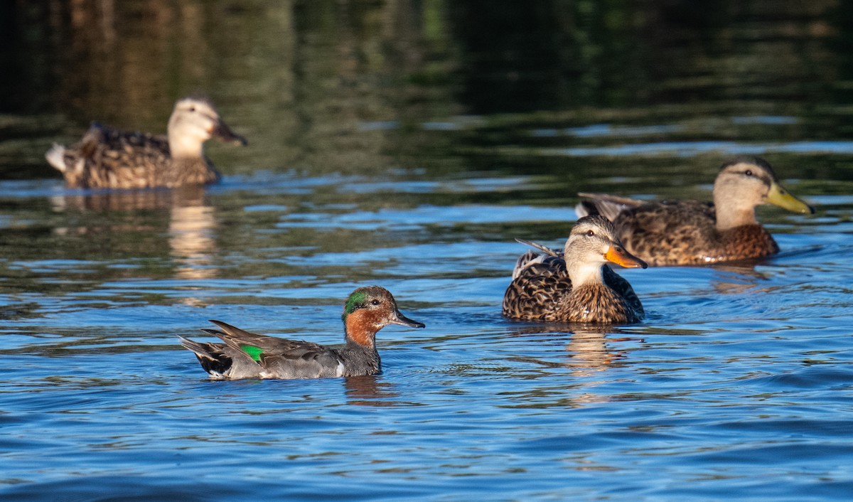 Green-winged Teal - ML621090502