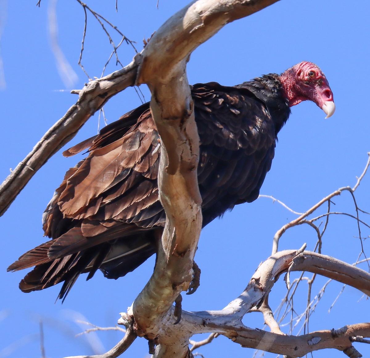 Turkey Vulture - ML621090517