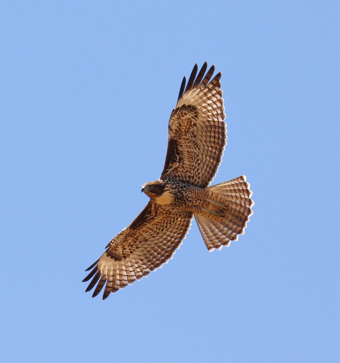 Red-tailed Hawk - ML621090521