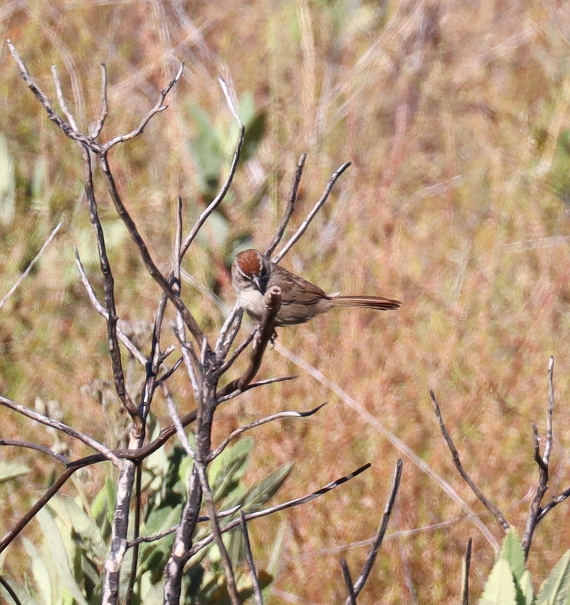 Rufous-crowned Sparrow - Teresa Palos