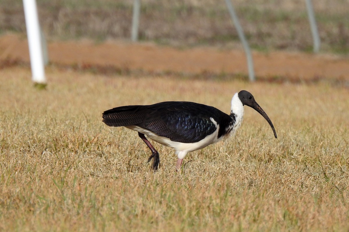 ibis slámokrký - ML621090563
