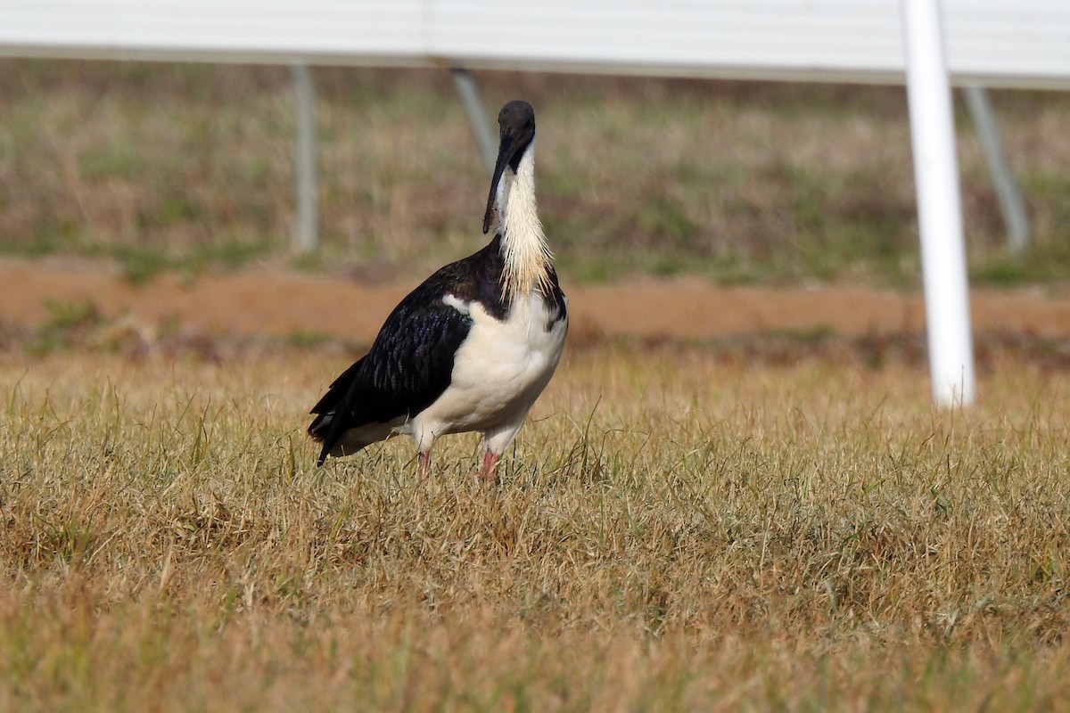 ibis slámokrký - ML621090564