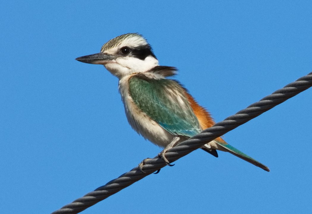 Red-backed Kingfisher - ML621090611