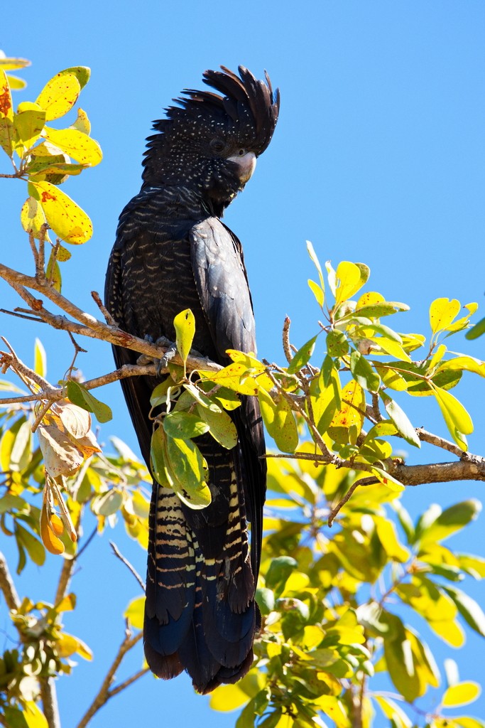 Red-tailed Black-Cockatoo - ML621090619