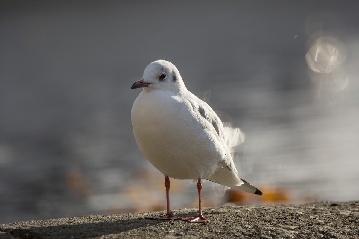 Mouette rieuse - ML621090689