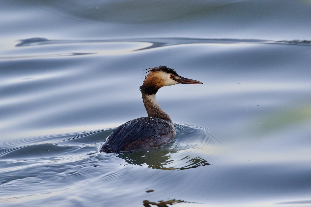 Great Crested Grebe - ML621090697
