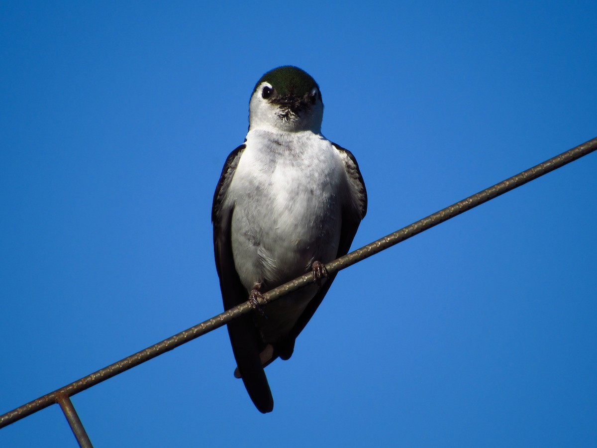 Violet-green Swallow - ML621090730