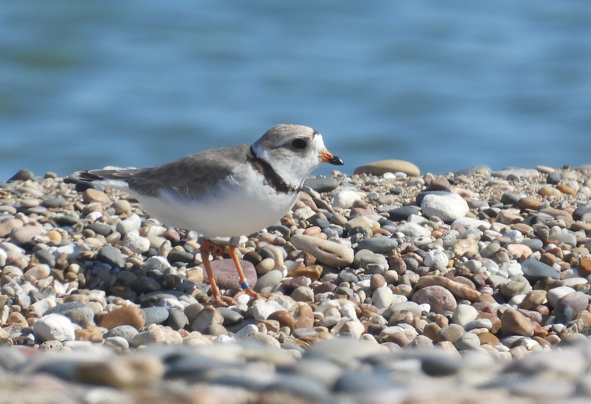 Piping Plover - ML621090743