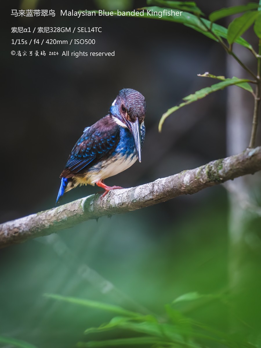 Malaysian Blue-banded Kingfisher - ML621090753