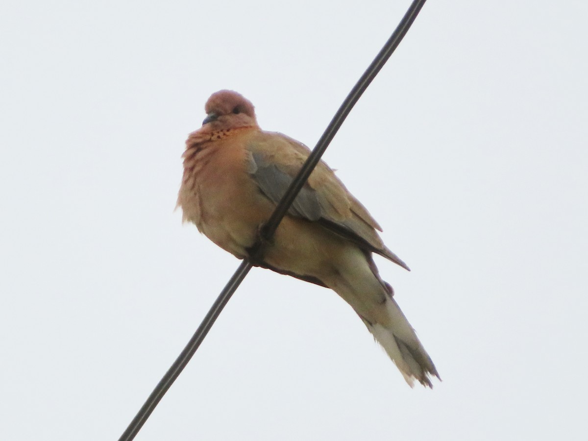 Laughing Dove - ML621090760