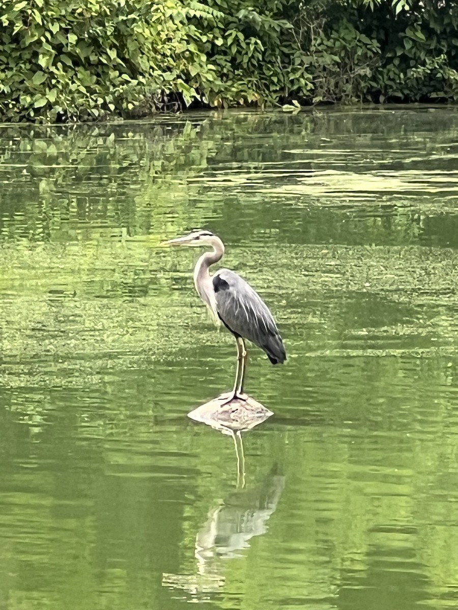 Great Blue Heron - Kristian Neely