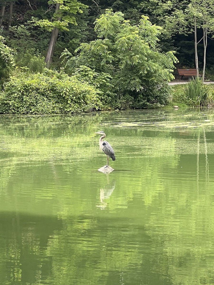 Great Blue Heron - ML621090768