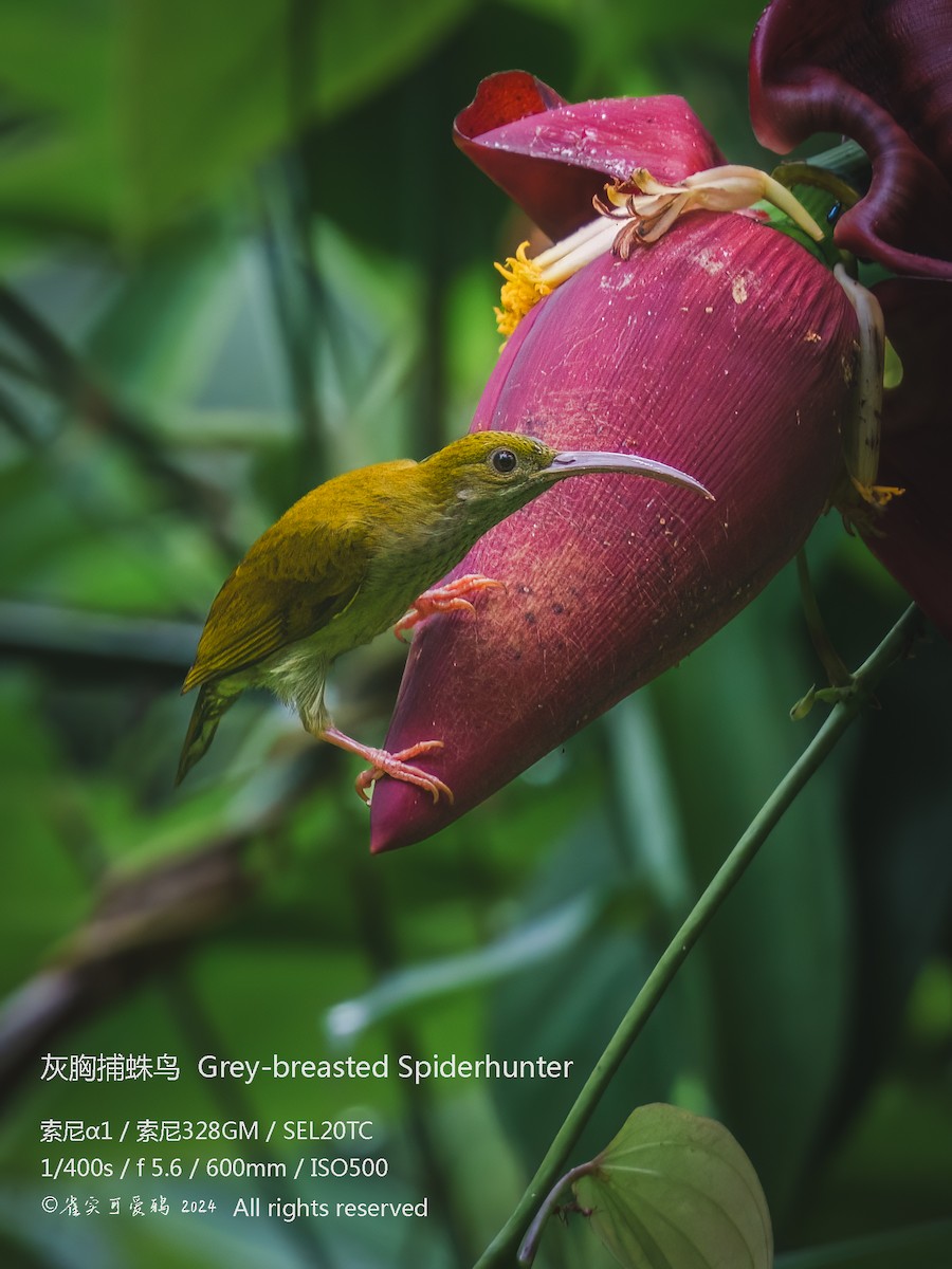 Gray-breasted Spiderhunter - 雀实可爱 鸦